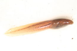 Image of Bokermannohyla ahenea (Napoli & Caramaschi 2004)