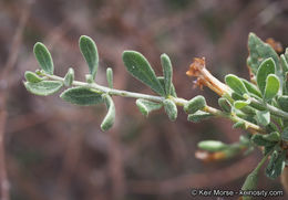 Image of Fremont's desert-thorn