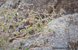 Image of Fremont's desert-thorn