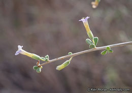 Image of Fremont's desert-thorn