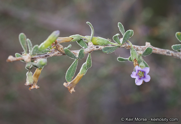 Image of Fremont's desert-thorn