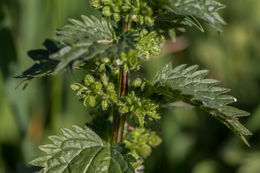 Image of Small Nettle