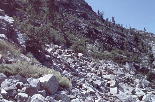 Image of Mt. Shasta arnica