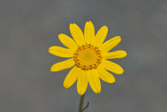 Image of <i>Eriophyllum lanatum</i> var. <i>achilleoides</i>