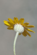 Image of <i>Eriophyllum lanatum</i> var. <i>achilleoides</i>