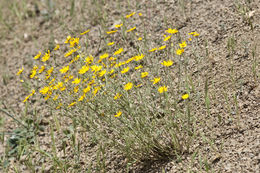 Image of <i>Eriophyllum lanatum</i> var. <i>achilleoides</i>