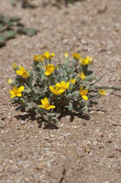 Image of yellowray Fremont's-gold