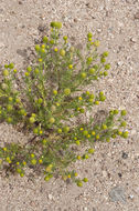 Image of disc mayweed