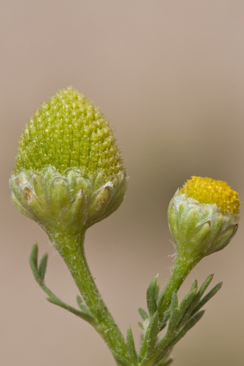 Image of disc mayweed