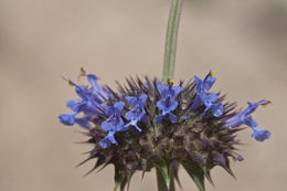 Imagem de Salvia columbariae Benth.