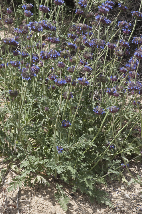 Imagem de Salvia columbariae Benth.