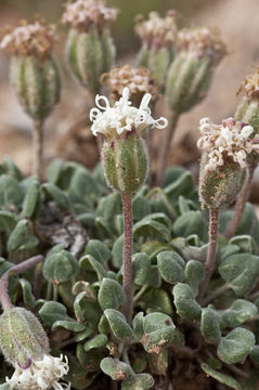 Image of fullstem
