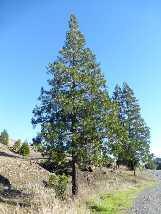 Image of Bastard Cedar