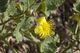 Image of lobed-leaf stingbush