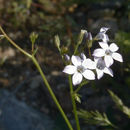 Plancia ëd Saltugilia australis (H. Mason & A. D. Grant) L. A. Johnson