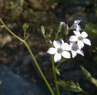 Plancia ëd Saltugilia australis (H. Mason & A. D. Grant) L. A. Johnson