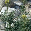 Image of western tansymustard