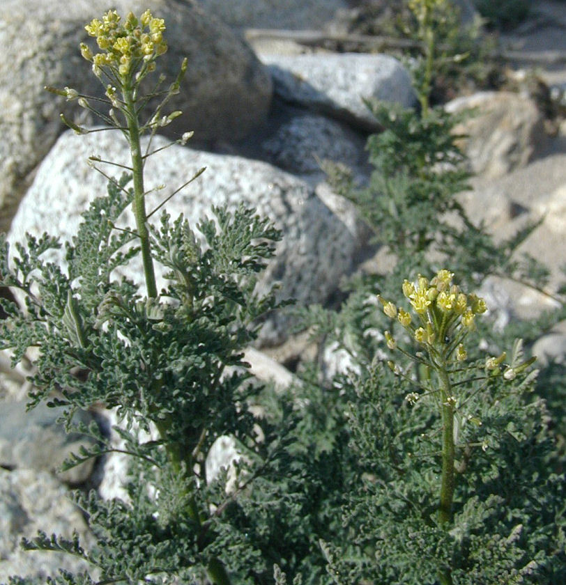 Слика од Descurainia pinnata subsp. glabra (Wooton & Standl.) Detling