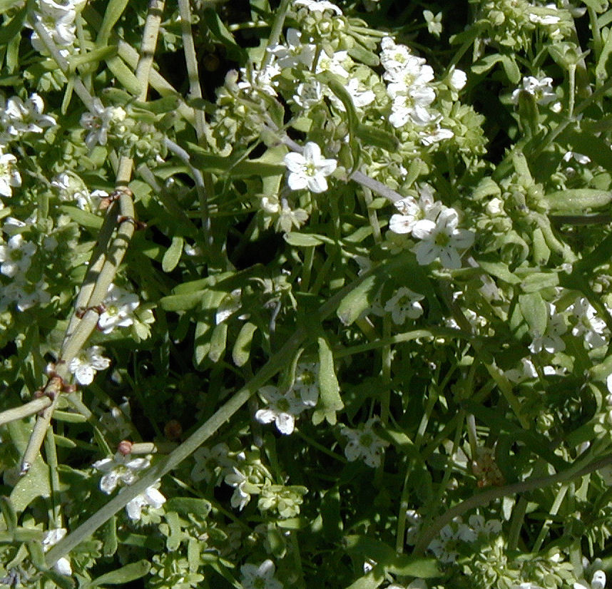Image of white fiestaflower