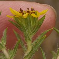 Слика од Centromadia parryi subsp. australis (D. D. Keck) B. G. Baldwin