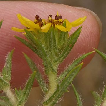 Image of pappose tarweed