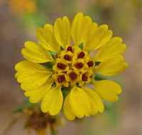 Image of pappose tarweed