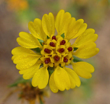 Image of pappose tarweed