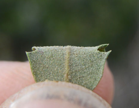 Image of Nutall's scrub oak