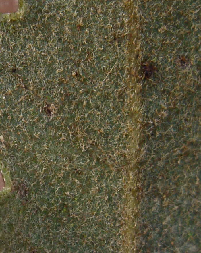 Image of Nutall's scrub oak