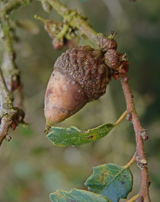 Quercus dumosa Nutt. resmi