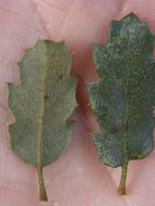 Quercus dumosa Nutt. resmi