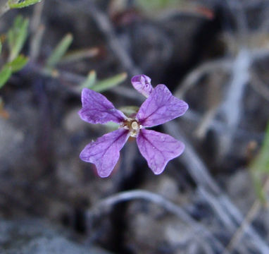 Image de Sibaropsis hammittii S. Boyd & T. S. Ross