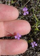 صورة Sibaropsis hammittii S. Boyd & T. S. Ross