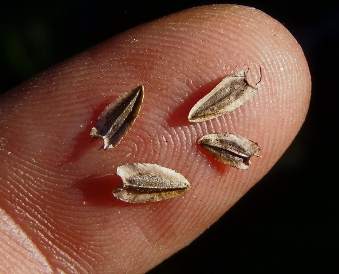 Image of bigleaf crownbeard