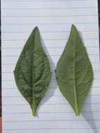 Image of bigleaf crownbeard