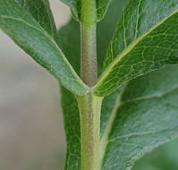 Image of bigleaf crownbeard