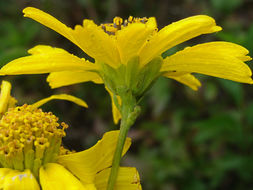 Image of bigleaf crownbeard