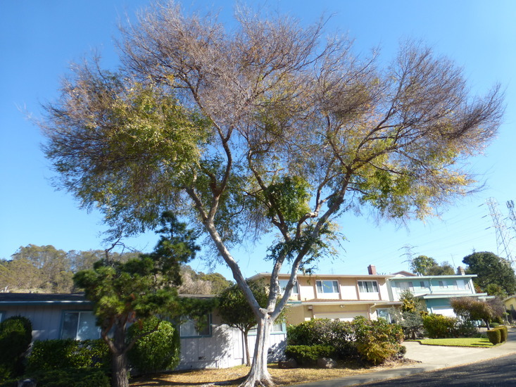 Image of Chinese elm