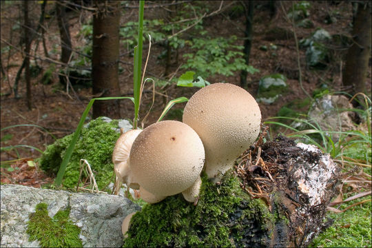 Imagem de Lycoperdon pyriforme Schaeff. 1774