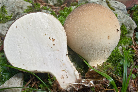 Image de Vesse de loup en poire