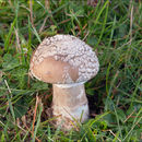 Imagem de Amanita excelsa (Fr.) Bertill. 1866