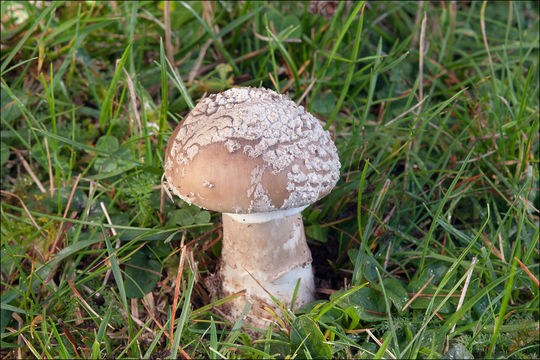 Imagem de Amanita excelsa (Fr.) Bertill. 1866