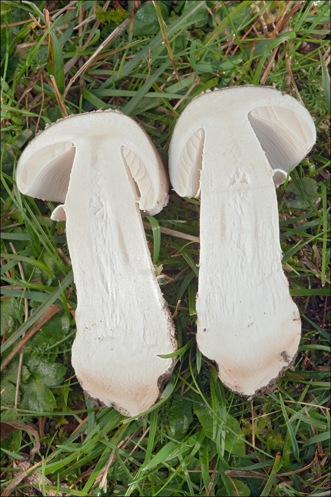 Plancia ëd Amanita excelsa (Fr.) Bertill. 1866