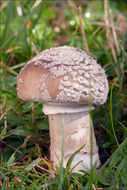 Image of Amanita excelsa (Fr.) Bertill. 1866