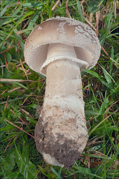 Image of Amanita excelsa (Fr.) Bertill. 1866