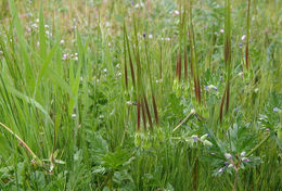 Слика од Erodium brachycarpum (Godr.) Thellung