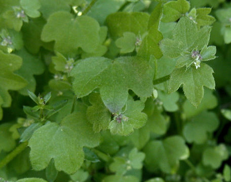 Image of hoary bowlesia