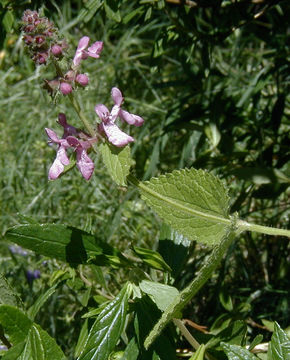 Stachys bullata Benth. resmi