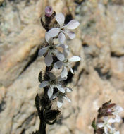 Image of common catchfly