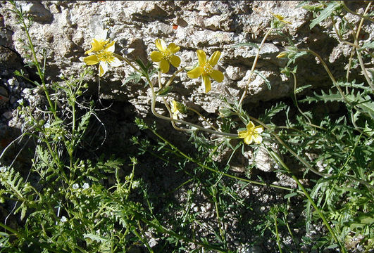 Image of grass blazingstar